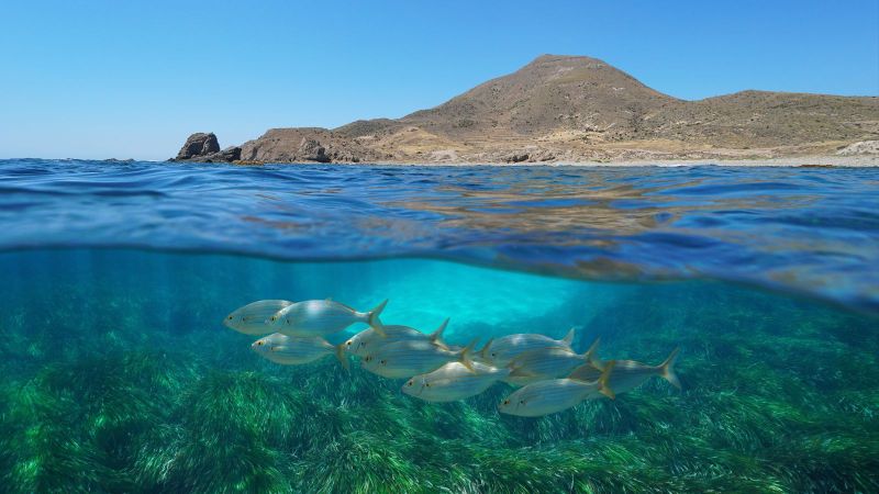 Querschnitt eines Meeres. In der unteren Bildhälfte sind unter der Wasseroberfläche einige Fische und Pflanzen zu sehen. An der Oberfläche liegt im Hintergrund eine felsige Küste mit einem Berg.