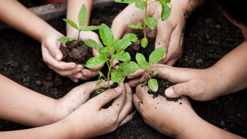 Vier Paar geschlossene Kinderhände halten je einen Jungtrieb über dunkler Muttererde in einem großen Blumenkübel.