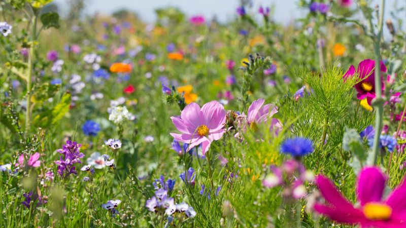 Bunte Blumenwiese