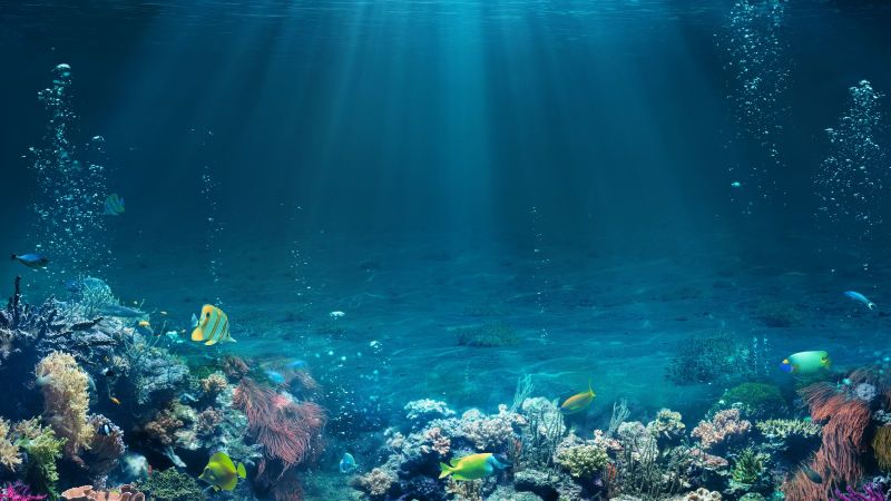 Sonnenstrahlen durchdringen das hellblaue Wasser über einem Korallenriff, durch das exotische Fische schwimmen.