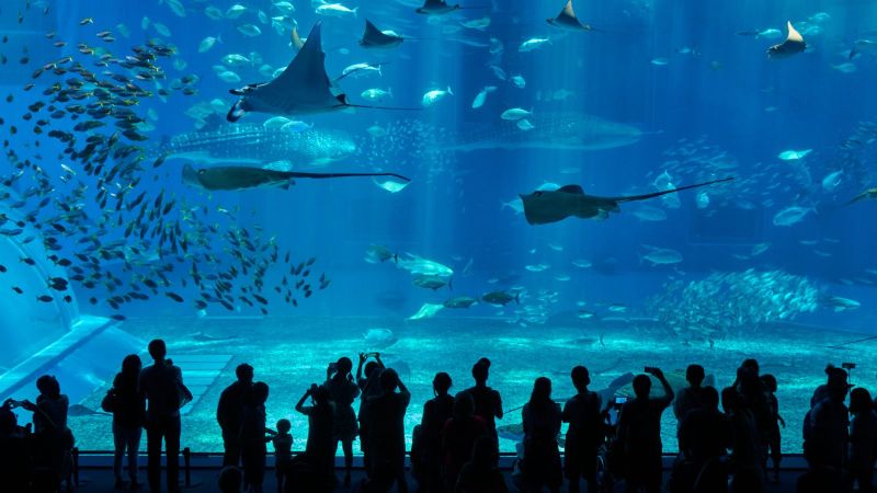 Menschengruppen stehen vor der Scheibe eines großen Aquariums mit vielen unterschiedlichen Fischen.