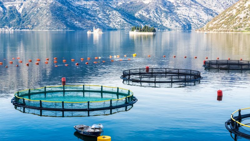 Im Vordergrund liegen die Käfige einer Aquafarm im glatten blauen Wasser in der Mündung eines Fjordes. Im Hintergrund säumen Felsen das Gewässer.