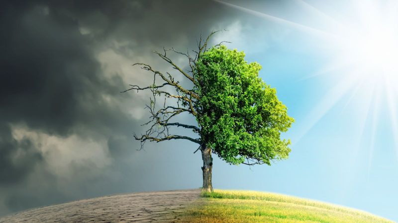 Ein zweigeteilter Baum ist zu sehen. Auf der linken Seite ist der Boden aufgerissen, darüber sind graue Wolken. Rechts erstreckt sich eine grüne Wiese unter einem blauem Himmel.