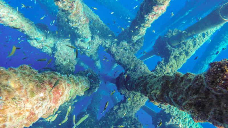 Blick von oben auf ein kleines Riff, dass sich an Metallrohren gebildet hat, um die viele tropische Fische schwimmen.