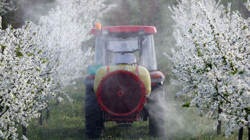 Ein Traktor fährt durch zwei Reihen blühender Kirschbäume. Aus dem rückseitig montierten Anbaugerät wird eine farblose Flüssigkeit auf die Baumkronen versprüht.