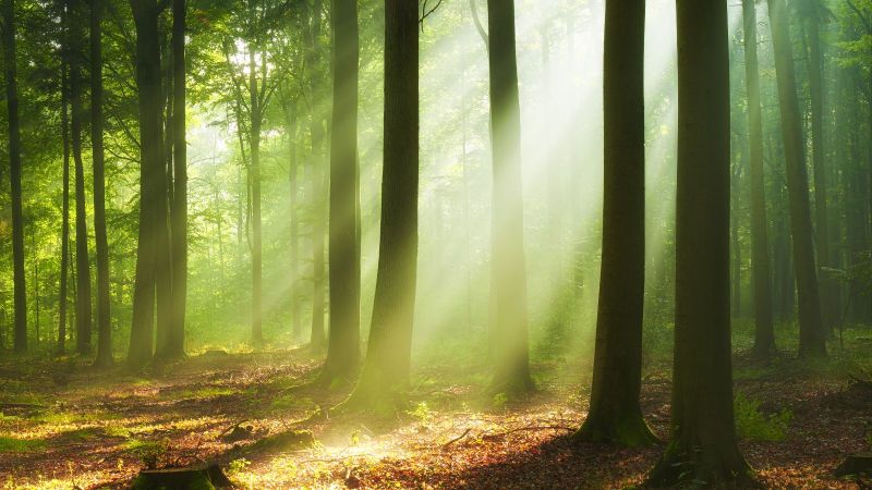 Sonnenstrahlen durchdringen das dichte Blätterdach eines Laubwaldes. Mit ihren Lichtkegeln erhellen sie vereinzelt den mit Laub überdeckten Waldboden.