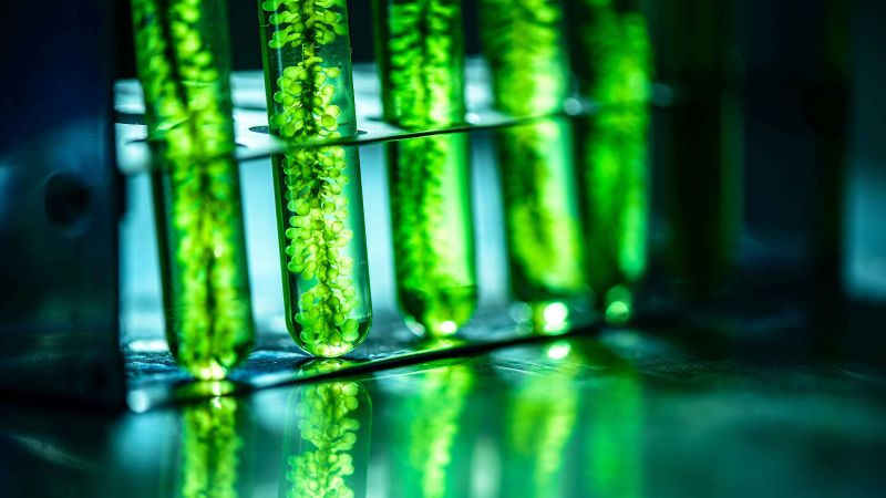 Fünf in einem Reagenzglasständer stehenden Reagenzgklaser. Vier der Gläser sind unscharf eins scharf. Darin ist eine Zellkultur die einem kugeligen Baum ähnelt.