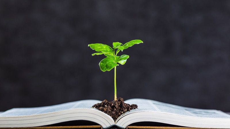 Eine junge Pflanze in frischem Grünton wächst aus der Mitte eines aufgeschlagenen Buches mit dickem Einband.