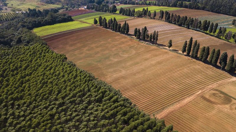 Das Landschaftsbild zeigt einen von Zypressen durchzogenen, unbestellten Acker in direkter Nachbarschaft zu einem dichten Wald.