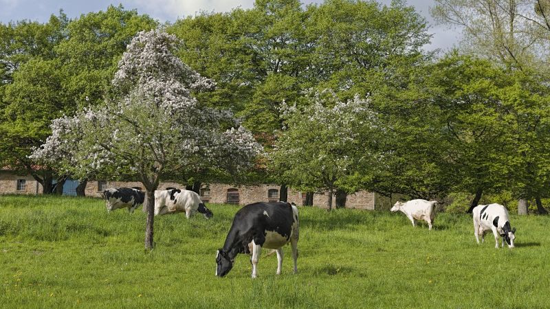 Kühe auf Weide mit Bäumen
