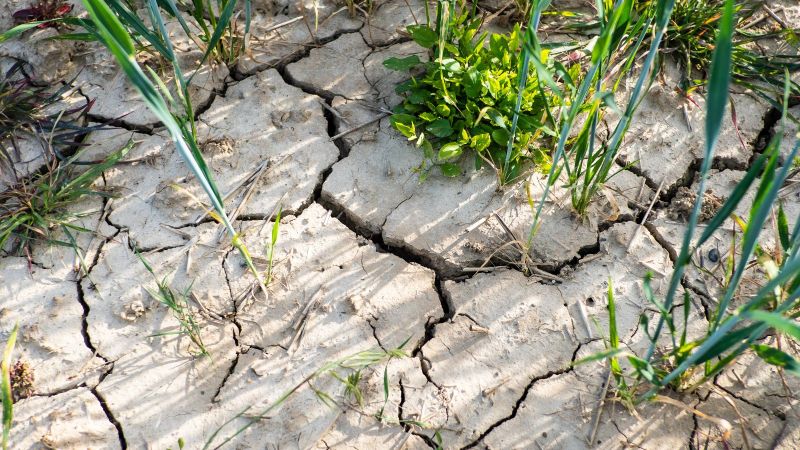 Risse in einem Acker / Weizenfeld aufgrund langer Trockenheit 