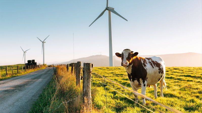 Kuh auf grüner Wiese am Straßenrand mit Windräder im Hintergrund