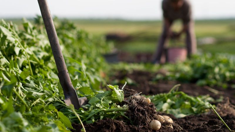 Arbeit auf Kartoffelacker