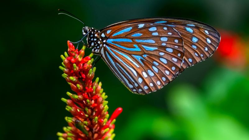 Schmetterling an Pflanze