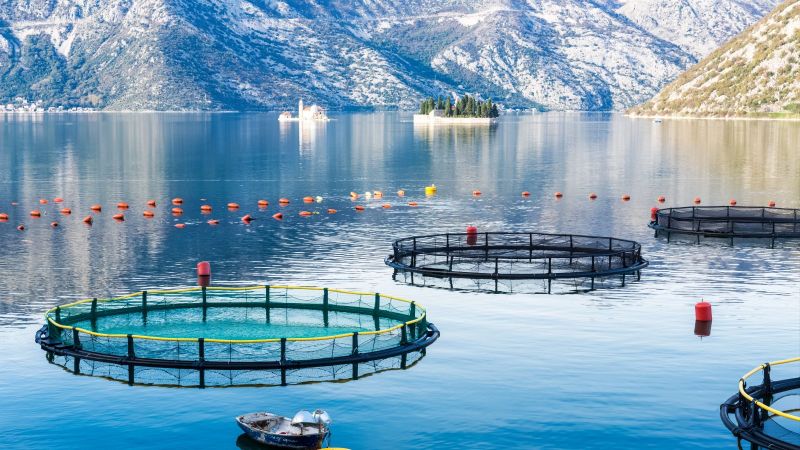 Im Vordergrund liegen die Käfige einer Aquafarm im glatten blauen Wasser in der Mündung eines Fjordes. Im Hintergrund säumen Felsen das Gewässer.