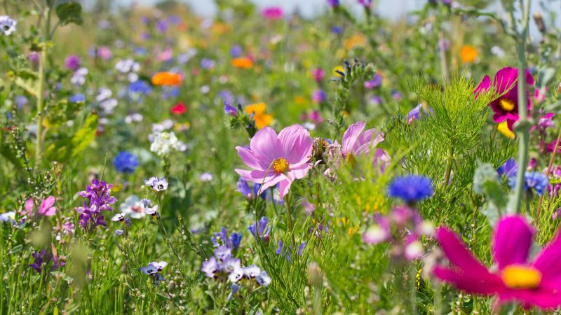 AlternativtextBunte blühende Sommerwiese mit Wildblumen für Bienen und Insekten