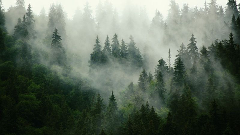Seichte Nebelwolken ziehen durch die dunkelgrünen Baumwipfel eines Nadelwaldes.