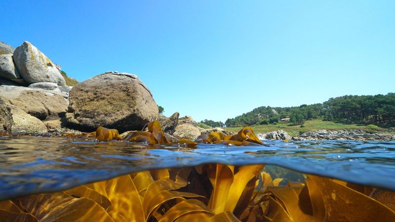Querschnitt eines Gewässers. In der unteren Bildhälfte sind unter der Wasseroberfläche große braune Algen zu sehen. An der Oberfläche liegt das mit großen Steinen begrenzte Ufer mit Wiesen und Bäumen im Hintergrund.