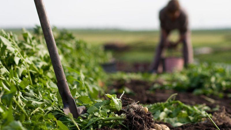 Arbeit auf Kartoffelacker
