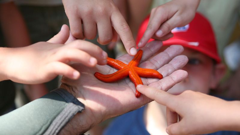 Ein roter Seestern liegt auf einer flachen Hand. Vier Kinderhände tasten vorsichtig an den Armen des Seesterns.