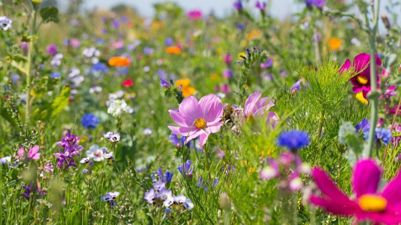 Bunte blühende Sommerwiese mit Wildblumen für Bienen und Insekten.