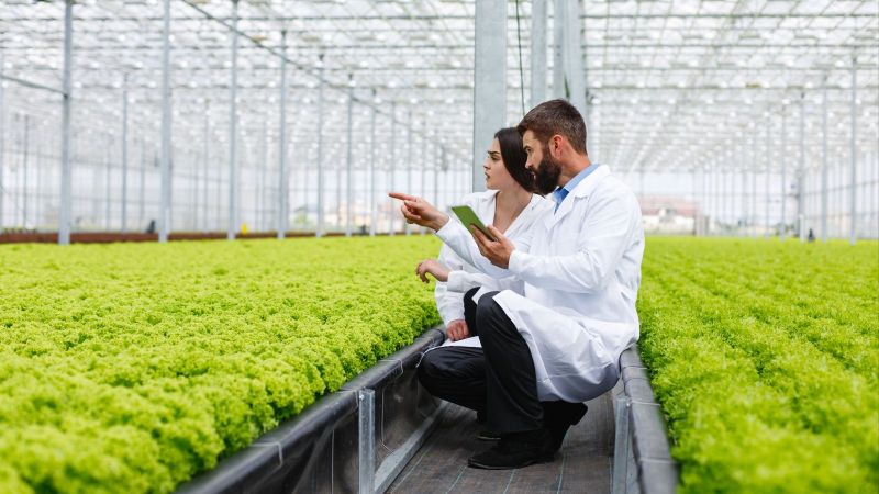 Eine Frau und ein Mann, beide tragen einen weißen Kittel, inspizieren Salatköpfe in einem großen industriellen Gewächshaus.