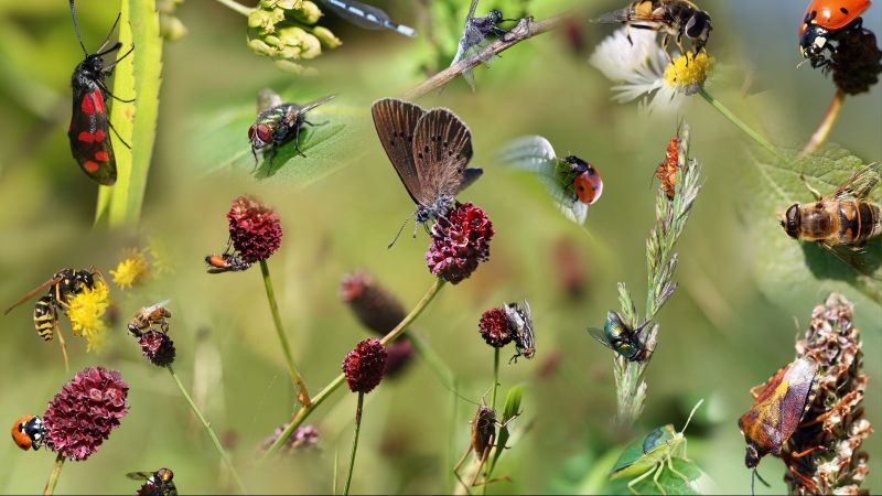 Die digitale Kollage zeigt diverse heimische Insekten auf verschiedenen Blütenständen.