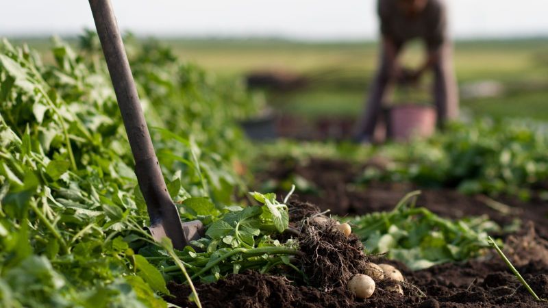 Arbeit auf Kartoffelacker