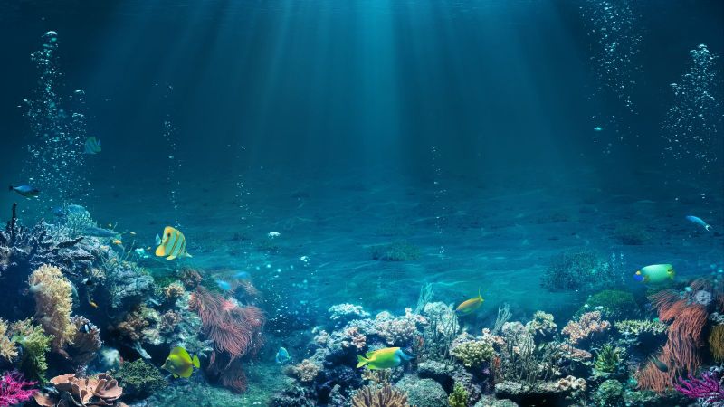 Sonnenstrahlen durchdringen das hellblaue Wasser über einem Korallenriff, durch das exotische Fische schwimmen.