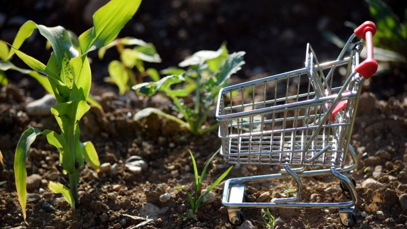 Ein Miniatur-Einkaufswagen steht im Feld neben einem Maistrieb. Den Untergrund bildet aufgelockertes Erdreich mit vereinzelten Kieseln.