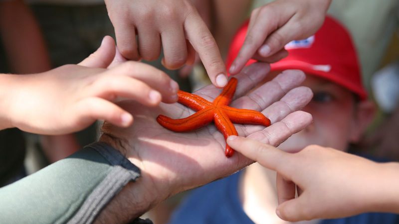 Fünf Kinderhände halten einen roten Seestern.