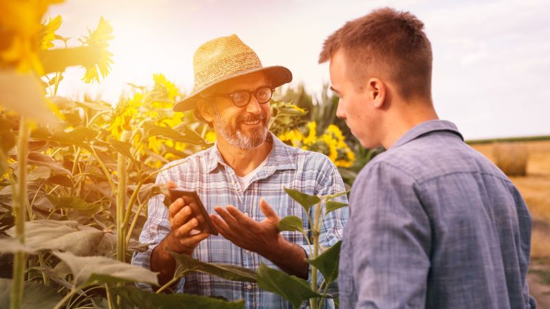In einem Feld aus Sonneblumen steht ein älterer Mann mit Strohhut und zeigt einem aufmerksamen jungem Mann etwas auf seinem Smartphone.