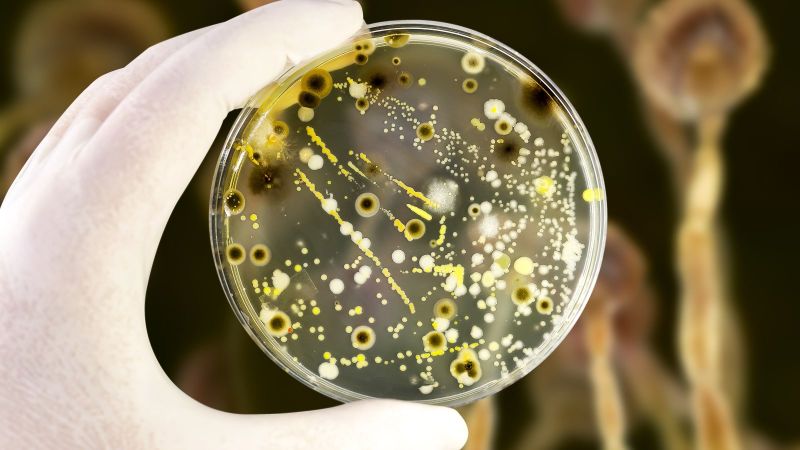 Kolonien verschiedener Bakterien und Schimmelpilze auf Petrischale mit Nährstoffagar vor Pilzhintergrund.