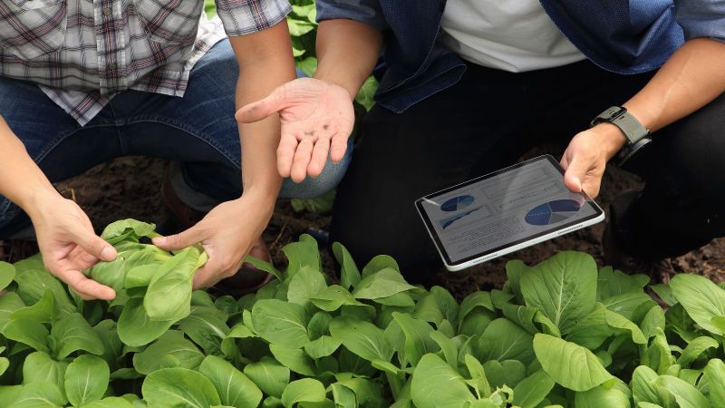 Zwei Männer hocken in einem Feld vor einer Reihe junger Salatpflanzen. Der Mann auf der linken Seite inspiziert eine Pflanze mit seinen Händen. Der andere gestikuliert und hält ein Tablet in seiner Hand.