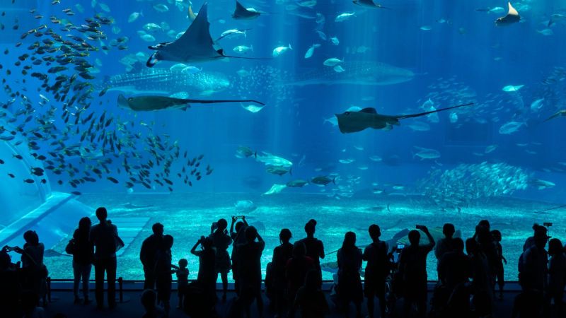 Menschengruppen stehen vor der Scheibe eines großen Aquariums mit vielen unterschiedlichen Fischen.