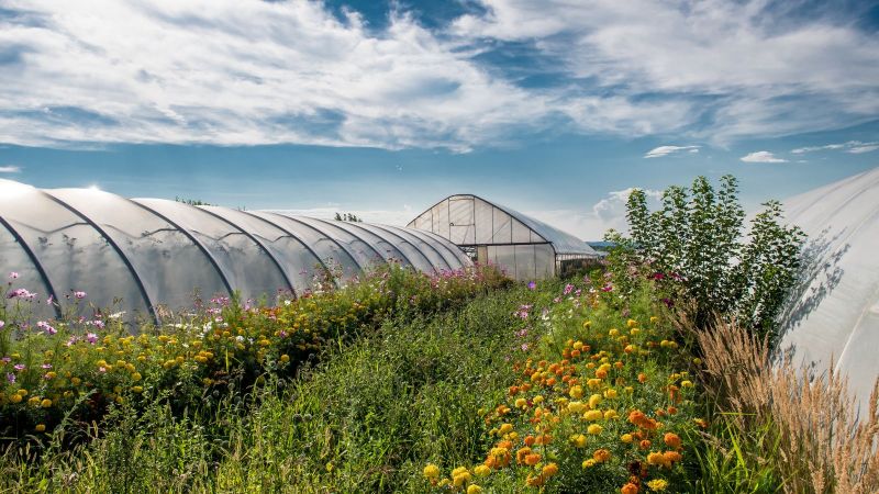 Großer Folientunnel mit blühender Wiese nebendran 