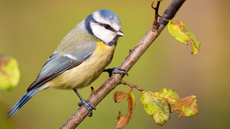 Blaumeise auf Ast sitzend