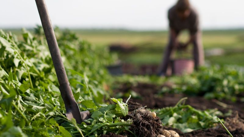 Kartoffelacker aus Froschperspektive Werkzeug steckt im aufgewühlten Boden, Im Hintergrund ist eine auf dem Acker arbeitende Person zu sehen. 