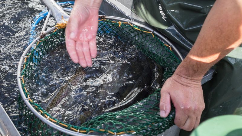 Blick auf zwei Hände die an einem Eimerstützen aus dem ein Fisch springt.