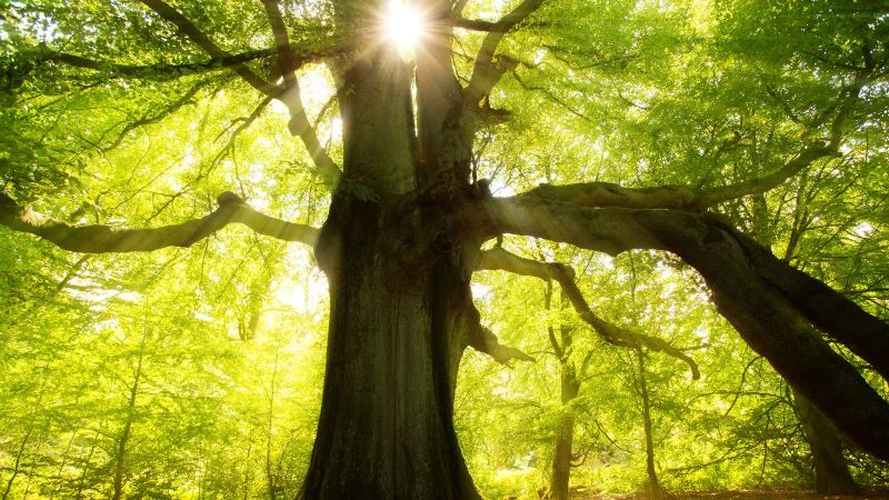 Großer Baum im Wald, Sonne strahlt durch das Blätterdach.