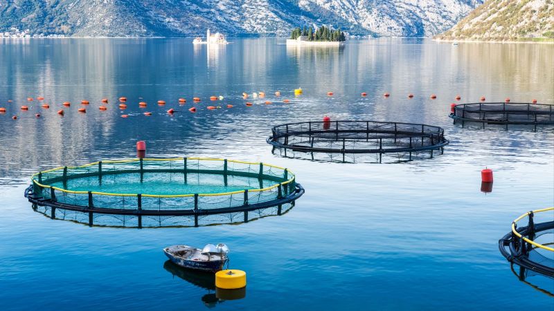 Im Vordergrund liegen die Käfige einer Aquafarm im glatten blauen Wasser in der Mündung eines Fjordes. Im Hintergrund säumen Felsen das Gewässer.