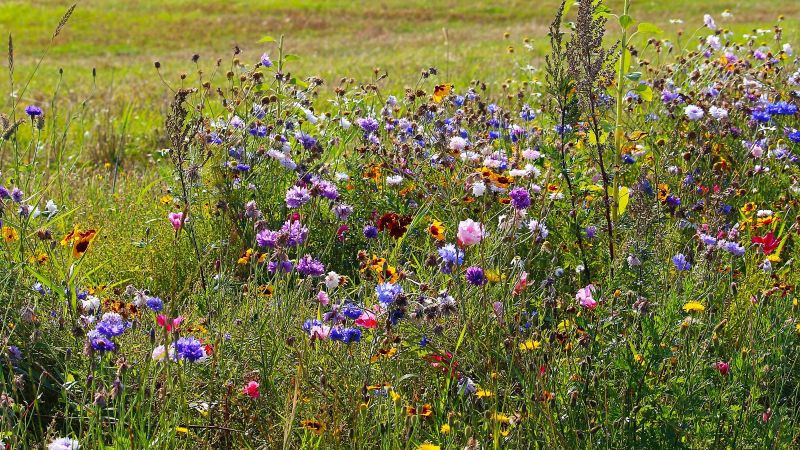 Vor einem abgeernteten Feld mit Strohballen steht eine bunte Wildblumenwiese.