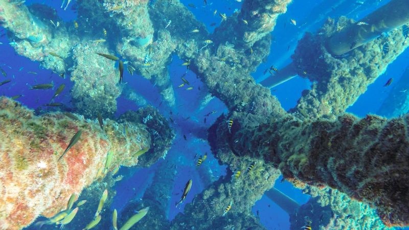 Blick von oben auf ein kleines Riff, dass sich an Metallrohren gebildet hat, um die viele tropische Fische schwimmen.