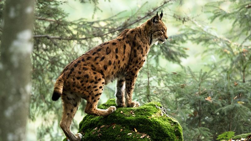 Eurasische Luchs auf Stein stehend im Wald