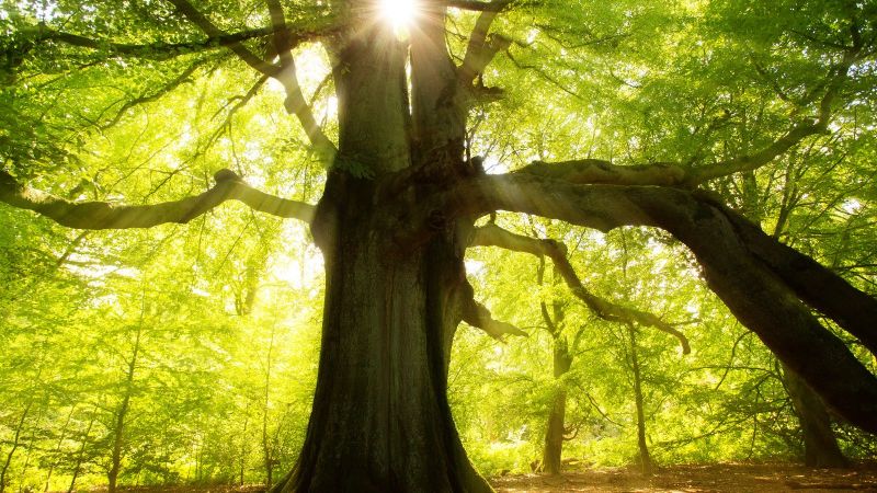 Großer Baum im Wald, Sonne strahlt durch das Blätterdach