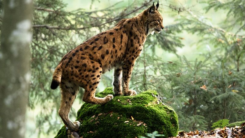 Eurasische Luchs auf Stein stehend im Wald