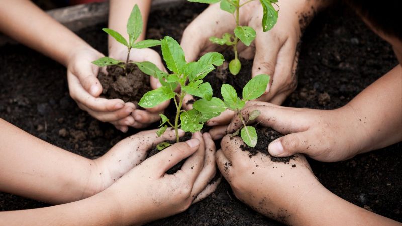 Vier Paar geschlossene Kinderhände halten je einen Jungtrieb über dunkler Muttererde in einem großen Blumenkübel.