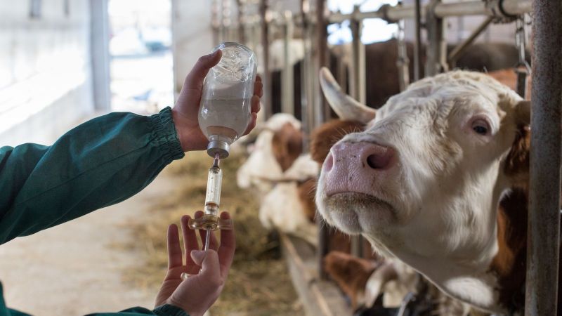 In einem Kuhstall beobachtet eine Kuh im Vordergrund aufmerksam, wie mit einer Spritze eine farblose Flüssigkeit aus einer kleinen Glasflasche gezogen wird.