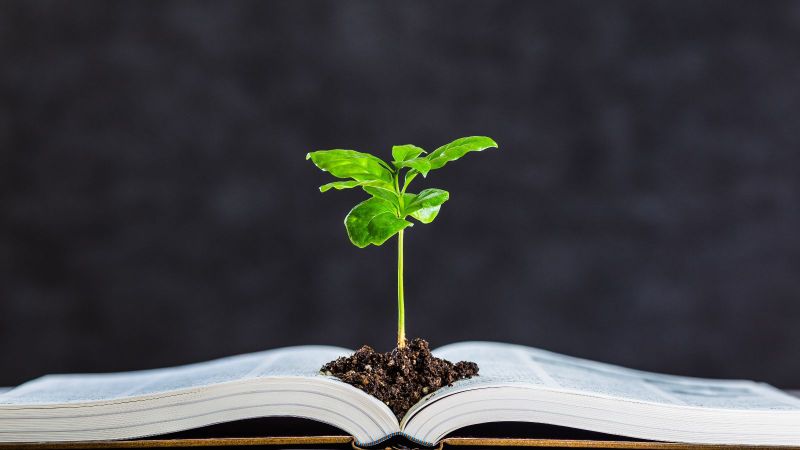 Eine junge Pflanze in frischem Grünton wächst aus der Mitte eines aufgeschlagenen Buches mit dickem Einband.