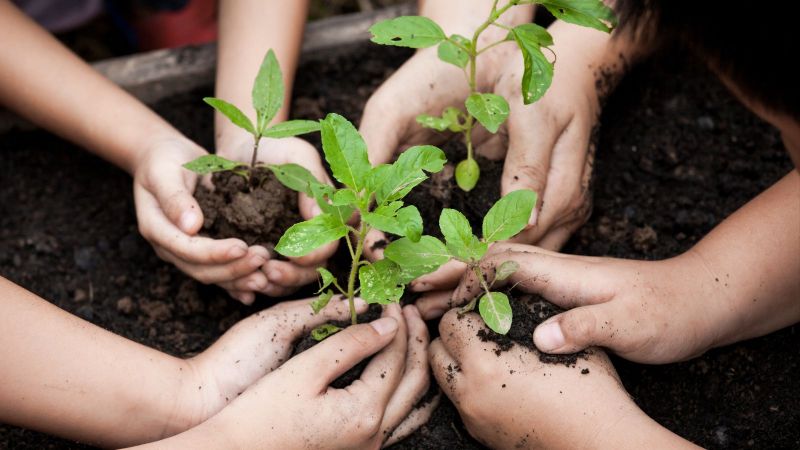 Vier Paar geschlossene Kinderhände halten je einen Jungtrieb über dunkler Muttererde in einem großen Blumenkübel.